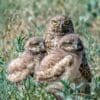 Image: brown owl on brown grass during daytime