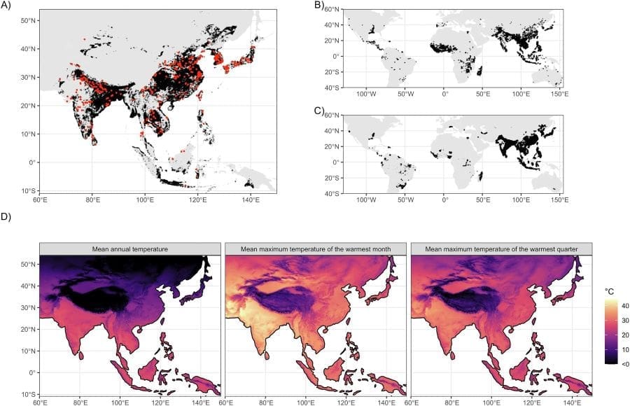 Rice cultivation nears heat limits as warming threatens future yields Image: Fig 1 - Observed rice extent data and thermal predictors - 'Projected warming will exceed the long-term thermal limits of rice cultivation'