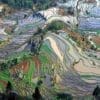 Rice cultivation nears heat limits as warming threatens future yields Image: terraced rice fields