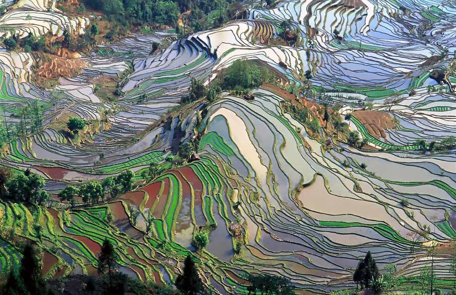 Image: terraced rice fields