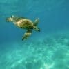 Image: closeup shot of a large turtle swimming underwater in the ocean