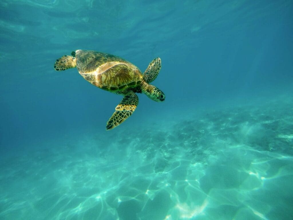 Ocean temperatures near record high in March: EU monitor Image: closeup shot of a large turtle swimming underwater in the ocean