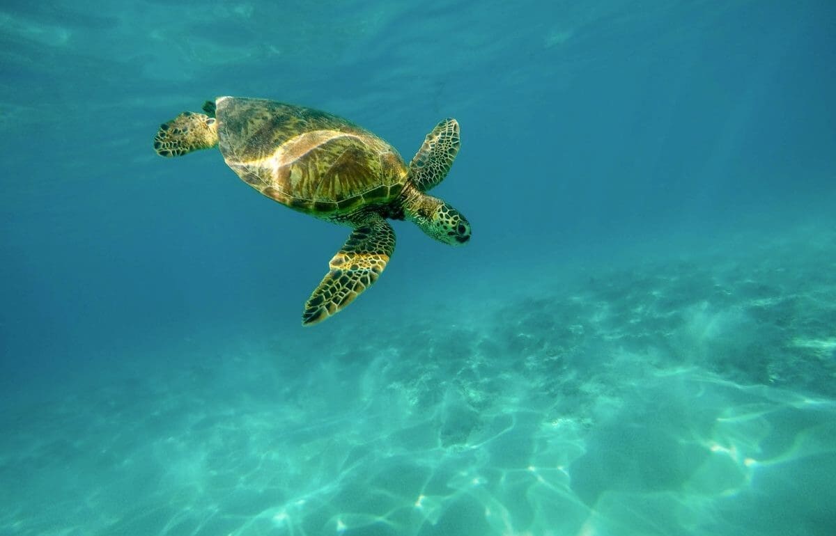Ocean temperatures near record high in March: EU monitor Image: closeup shot of a large turtle swimming underwater in the ocean