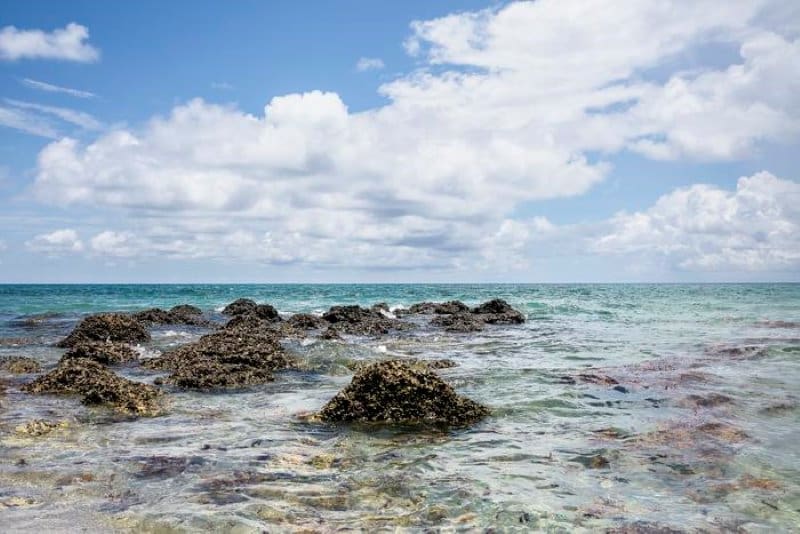 Image: a shore far from Equator (s. parasites, climate, biology)