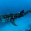 Image: Whale shark