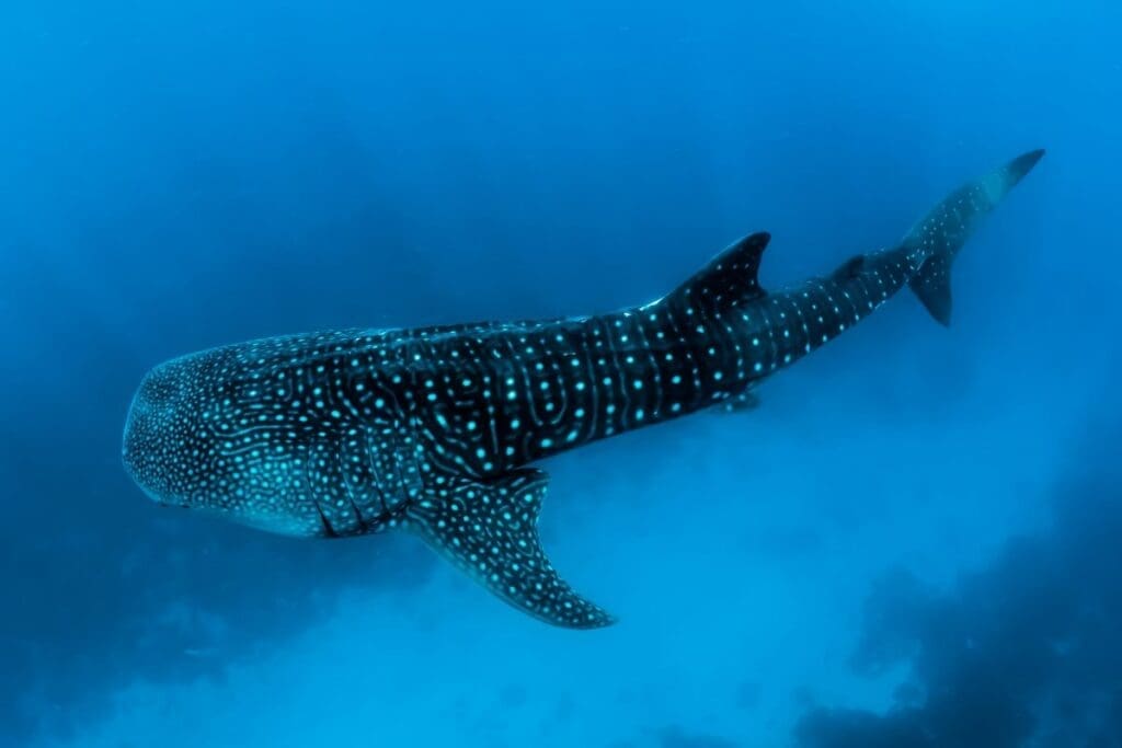 Image: Whale shark