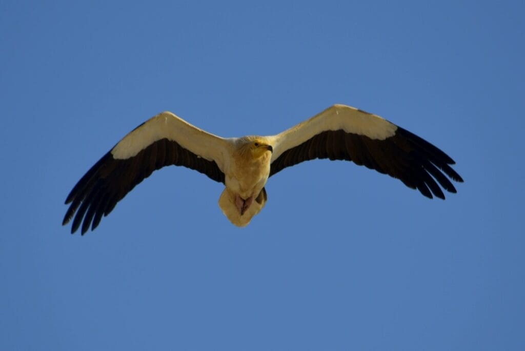 Image: Egyptian vulture (Neophron percnopterus) soaring gracefully in clear skies at As Sifah, Oman 
