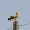 Image: Egyptian vulture (Neophron percnopterus) rests atop an electric pole against a clear blue sky