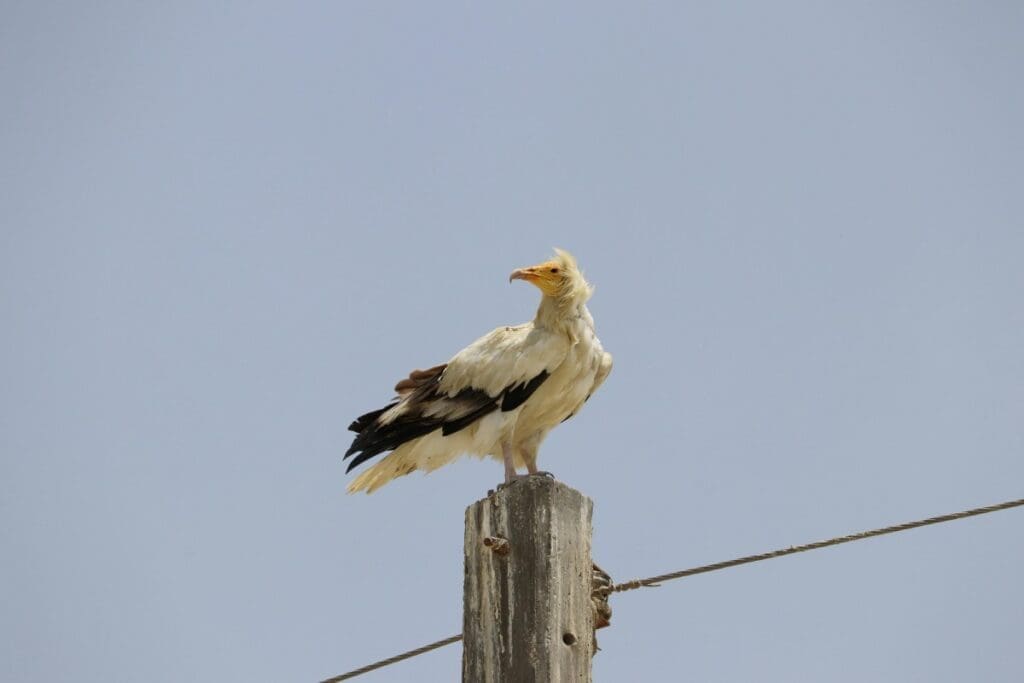 War imperils rare vultures' yearly odyssey to the Balkans Image: Egyptian vulture (Neophron percnopterus) rests atop an electric pole against a clear blue sky