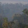Image: Morning mists over Indonesian forest