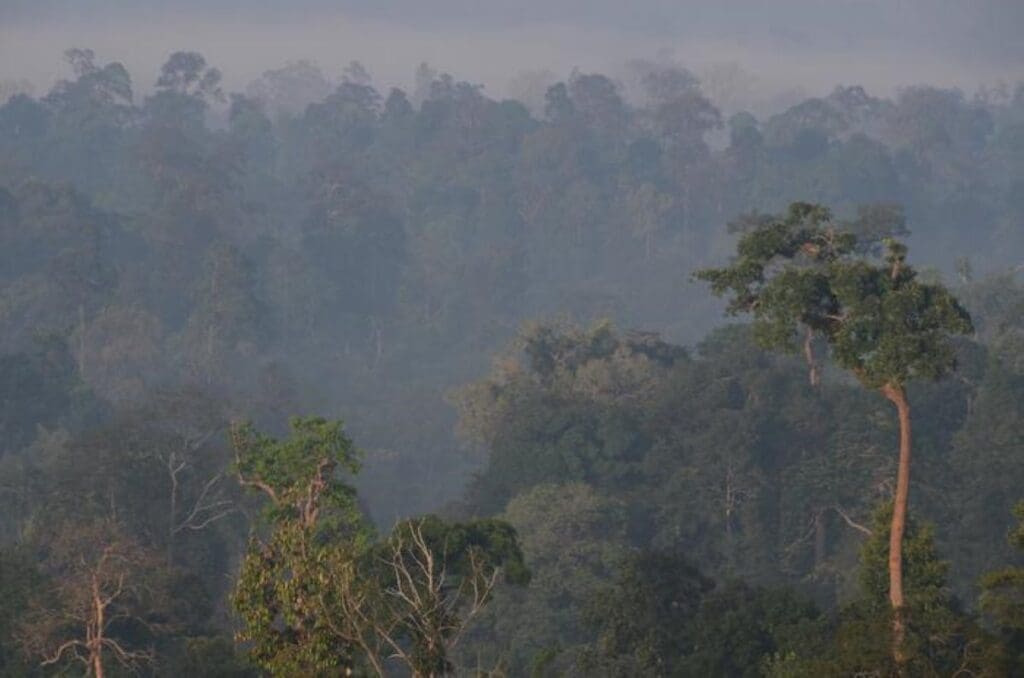 Image: Morning mists over Indonesian forest