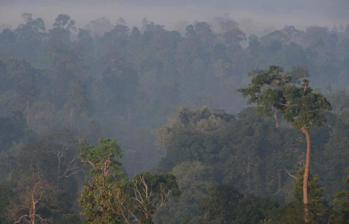 Image: Morning mists over Indonesian forest