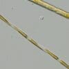Image: Pseudo-nitzschia