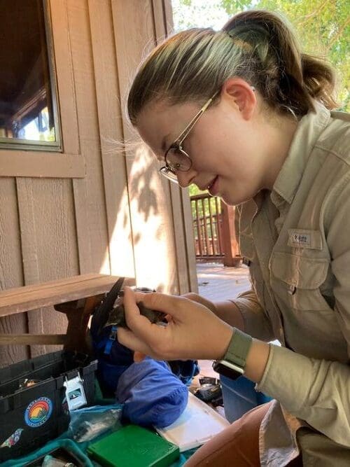 Cold and heat affect barn swallow chicks differently during early growth Image: UC Davis graduate student Sage Madden