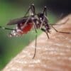 Climate change may expand chikungunya risk into Europe and North America Image: Mosquito, Aedes albopictus