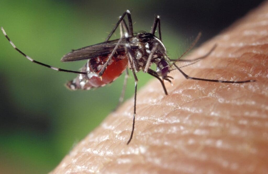 Climate change may expand chikungunya risk into Europe and North America Image: Mosquito, Aedes albopictus