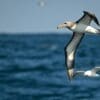 Image: Alabatrosses and other seabirds would have to travel longer distances to find suitable homes in a warmer planet