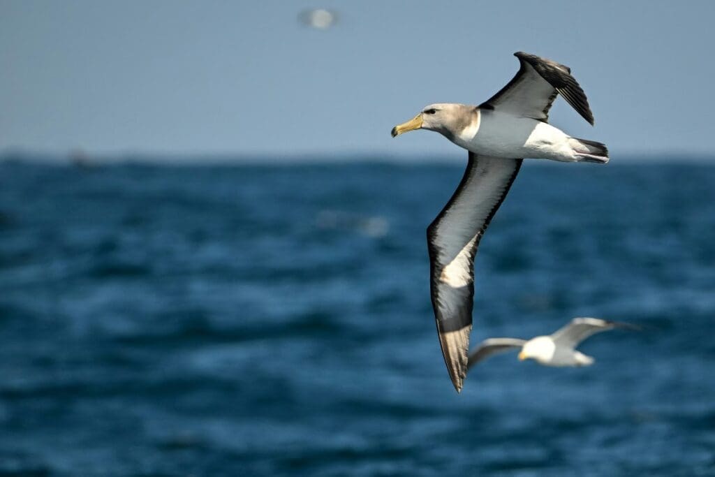 Image: Alabatrosses and other seabirds would have to travel longer distances to find suitable homes in a warmer planet