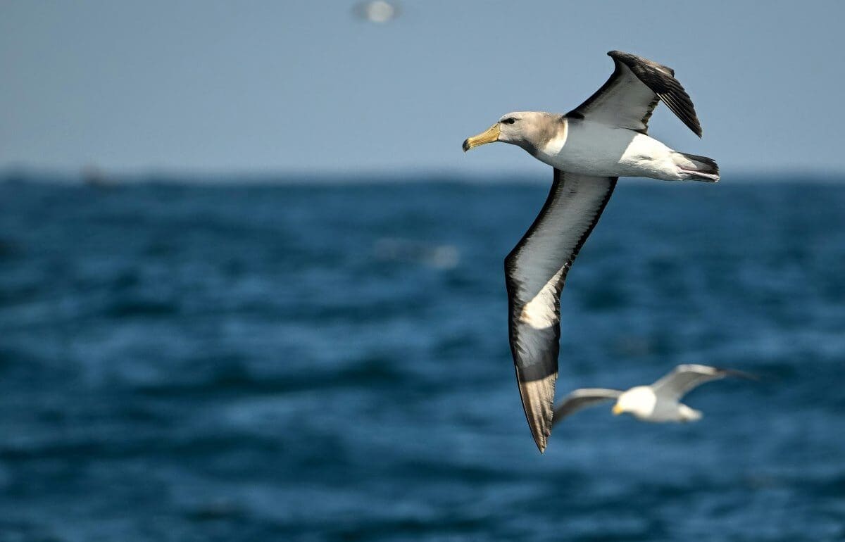 Image: Alabatrosses and other seabirds would have to travel longer distances to find suitable homes in a warmer planet