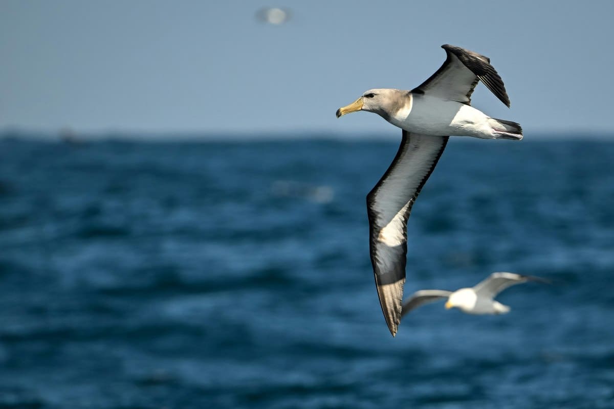 Image: Alabatrosses and other seabirds would have to travel longer distances to find suitable homes in a warmer planet