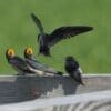 Image: group of barn swallow chicks sitting on top of a wooden fence