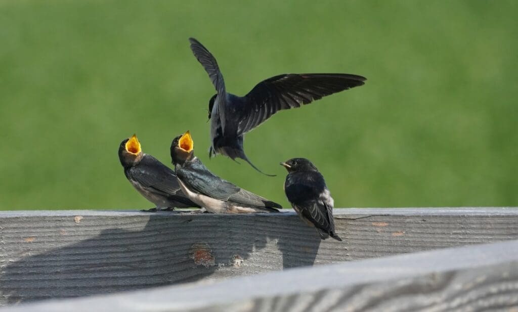 Cold and heat affect barn swallow chicks differently during early growth Image: group of barn swallow chicks sitting on top of a wooden fence