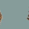 Image: chestnuts shells (left), pelletized chestnut shells