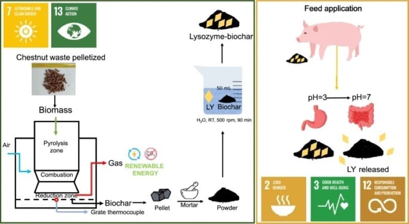 Image: Graphical Abstract - 'Smart waste-derived materials for feed application: chestnut shells and vine pruning biochar' (s. antibiotics) 