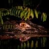 Image: Close-up of a caiman eye in the Amazon rainforest at night