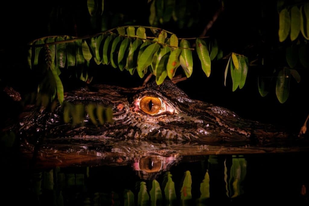 Amazon rainforest 'under attack' from organized crime: report Image: Close-up of a caiman eye in the Amazon rainforest at night