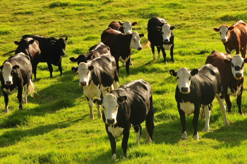 Image: cows on green grass field during daytime (s. climate change, lawsuits)