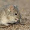 Image: A drylands vesper mouse (Calomys musculinus) in Argentina