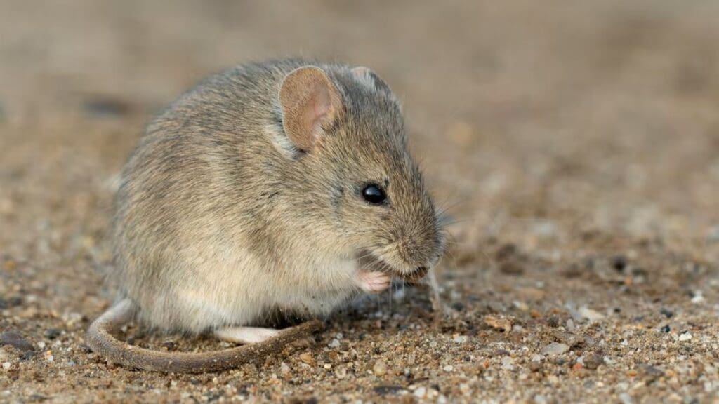 Image: A drylands vesper mouse (Calomys musculinus) in Argentina