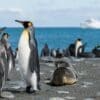 Image: Emperor penguins in seashore