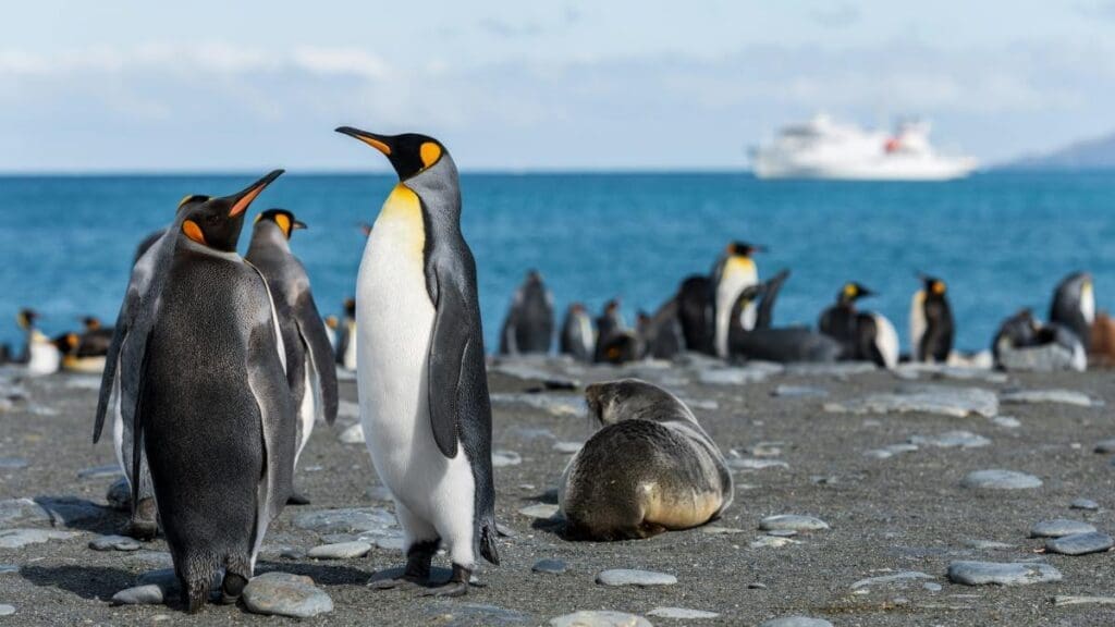 Emperor penguins in focus as Antarctic talks start in Japan Image: Emperor penguins in seashore
