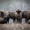 Image: European bison