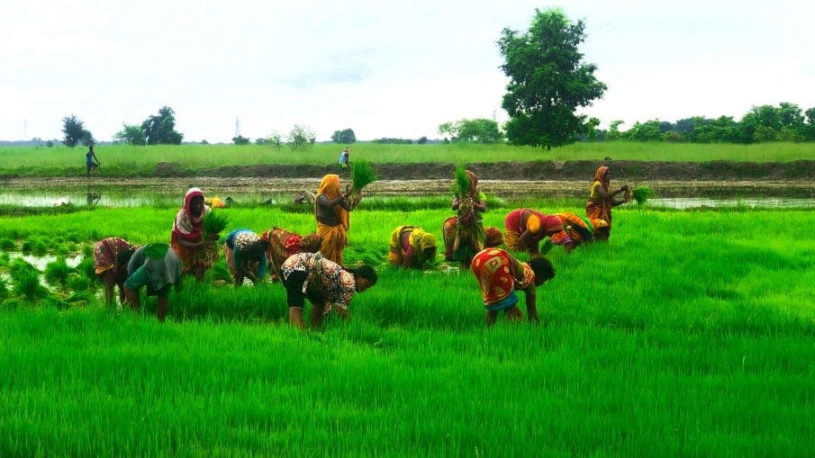 Image: group of farmers working on a field (s. El Nino, climate change)