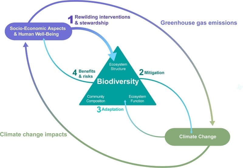 Rewilding maps reveal Europe’s strongest climate and biodiversity opportunities Image: Fig. 2 - Integrated framework for climate-smart rewilding across biodiversity, climate change, and socio-economic outcomes