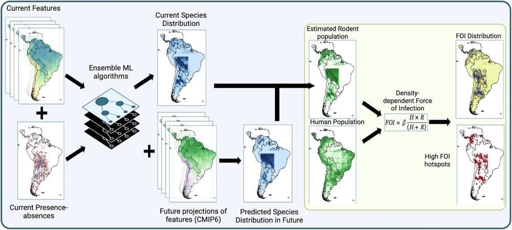 Image: Fig. 5 - Schematic illustration of the framework for deriving the impact of climate change on the spillover risk for the three New World Arenaviruses (NWAs) in South America - 'Climate-driven changes in zoonotic risk of arenaviral hemorrhagic fevers in South America'