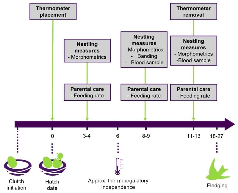 Cold and heat affect barn swallow chicks differently during early growth Image: Fig 2 - An overview of the study design indicating the types of data collected across the nestling period at three time points in wild barn swallows in Boulder County, CO - 'The effects of temperature on nestling growth in a songbird depend on developmental constraints'