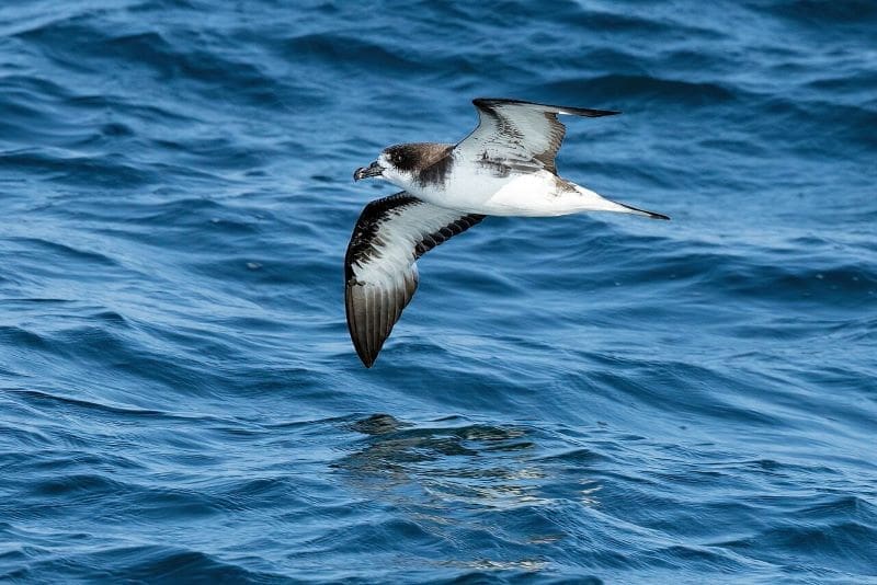 Climate change is driving seabirds farther from their habitats Image: Galápagos Petrel (Pterodroma phaeopygia) (s. seabirds, climate change)
