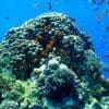 Image: Coral reef and small orange fish underwater