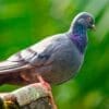 Image: pigeon on a brown tree branch