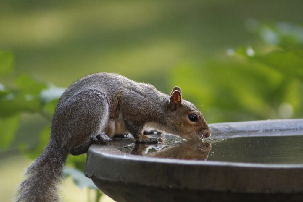 Heat dome over Europe scorches UK, Ireland, France and Spain Image: A squirrel drinks water from a city fountain (s. heat dome, Europe, extreme heat)