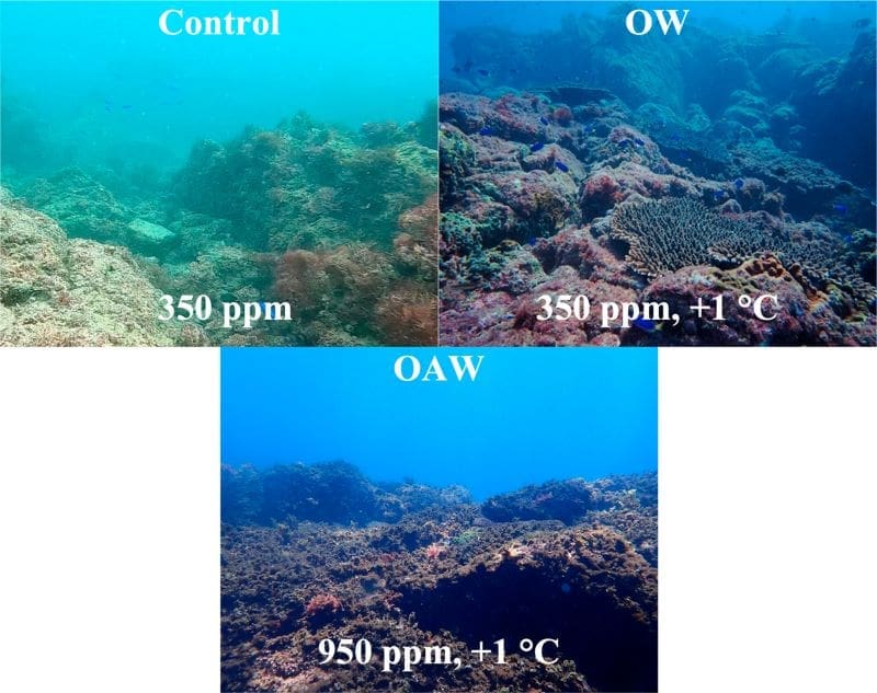 Image: Fig. 1 Underwater images of the three reefs used in this study, representing a natural gradient of climate change exposure - 'Ocean acidification, more than warming or heatwaves, constrains shoaling behaviour in a range-extending fish through habitat simplification'