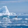 Image: Seagulls perched on drifting icebergs on a calm day in the Arctic Ocean