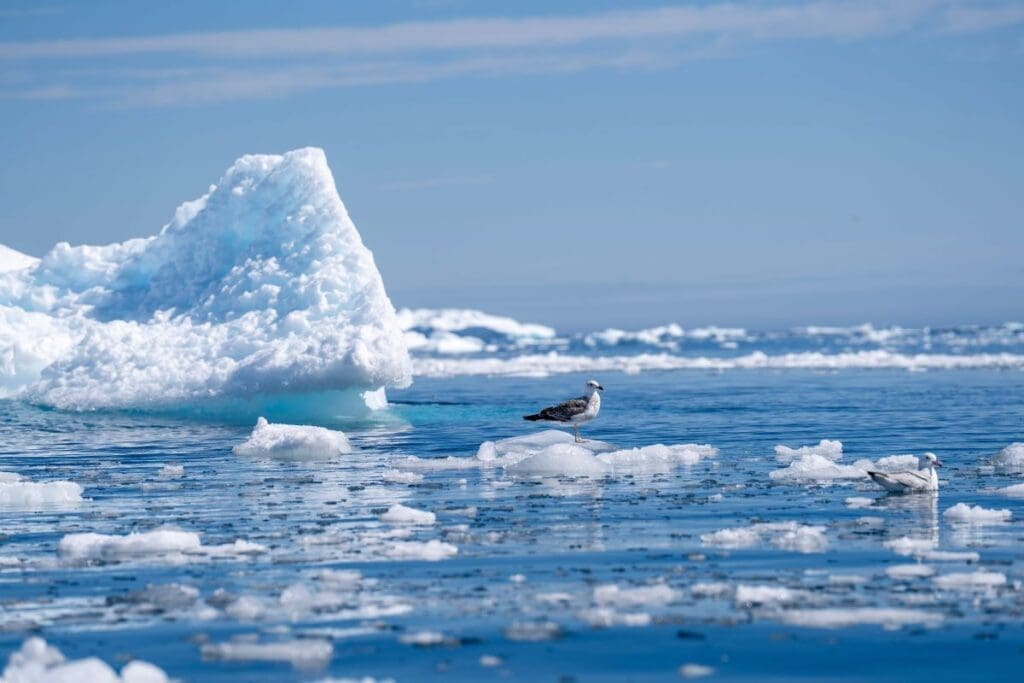 UN warns of 'deepening crisis' in oceans, urges action Image: Seagulls perched on drifting icebergs on a calm day in the Arctic Ocean