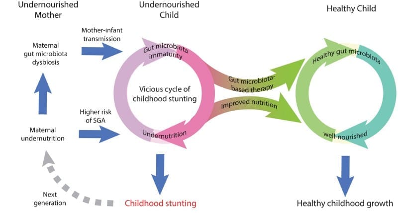 Image: Fig. 2 - 'Gut microbiota in regulation of childhood bone growth' (s. childhood stunting)