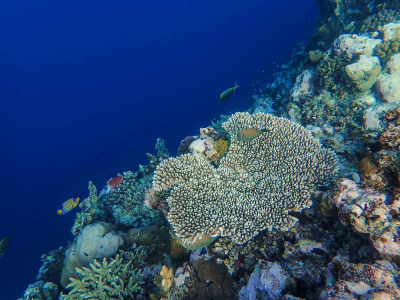 Image: scene featuring colorful marine life and coral reef in tropical waters (s. oceans, climate change)