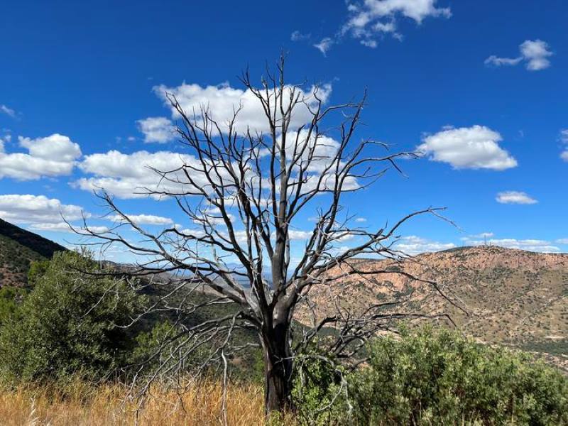Image: dead alligator juniper (Juniperus deppeana) (s. climate change effects)
